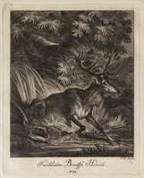 KG 01075
          <br/>
          Entwurf einiger Thiere. Dritter Theil. (18 bladen)
          <br/>
          <em>Ridinger, Johann Elias (1698-1767)</em>